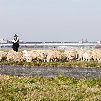 Ein Schäfer betreut die Schafe, die auf dem Tempelhofer Feld auf den Beweidungsflächen als tierische Rasenmäher dienen