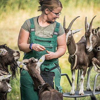 Ziegen werden im Britzer Garten von einer Tierpflegerin gefüttert