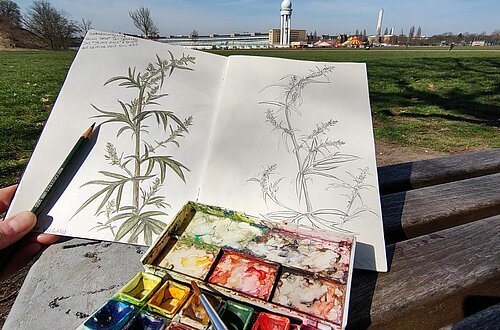 Veranstaltung "Botanisches Zeichnen" auf dem Tempelhofer Feld