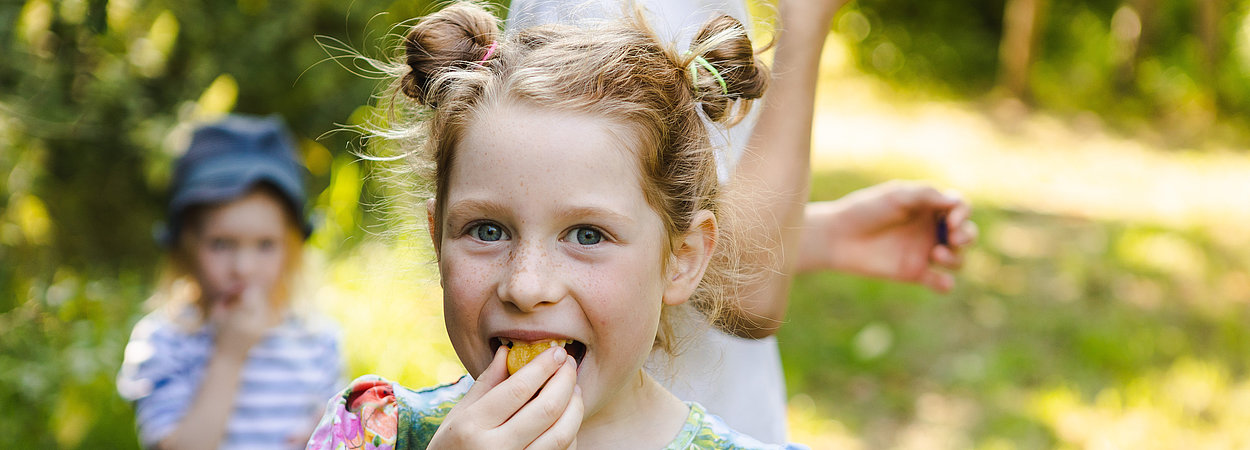 Kinder essen Mirabellen von einem Baum im Naturerfahrungsraum Kienbergpark