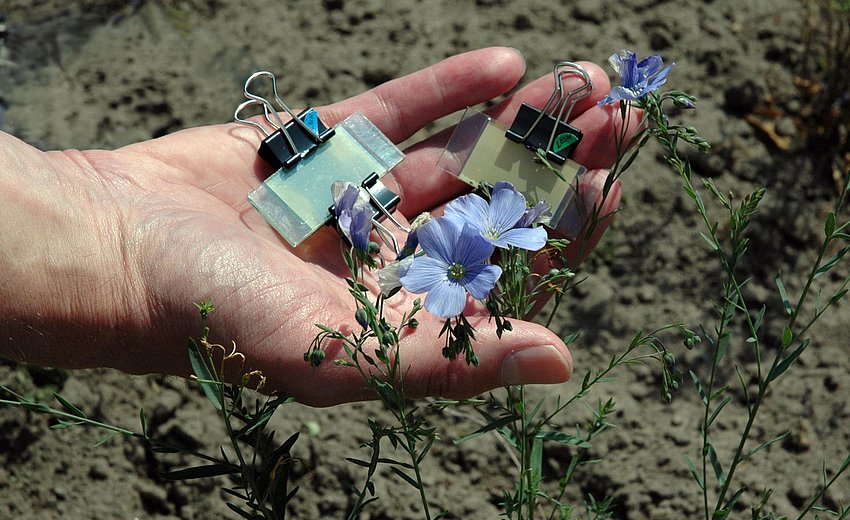 Eine Hand hält selbst gebastelte Solarzellen vor blauen Blumen ins Bild