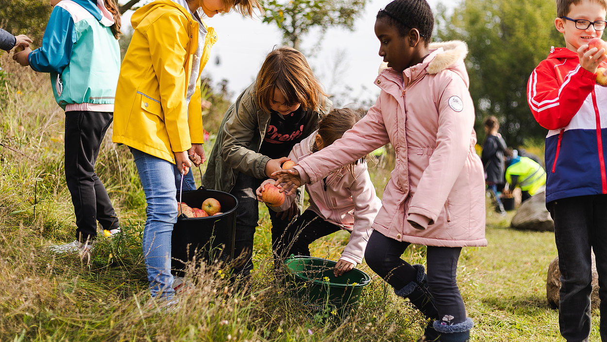 Kinder sammeln Äpfel im Kienbergpark